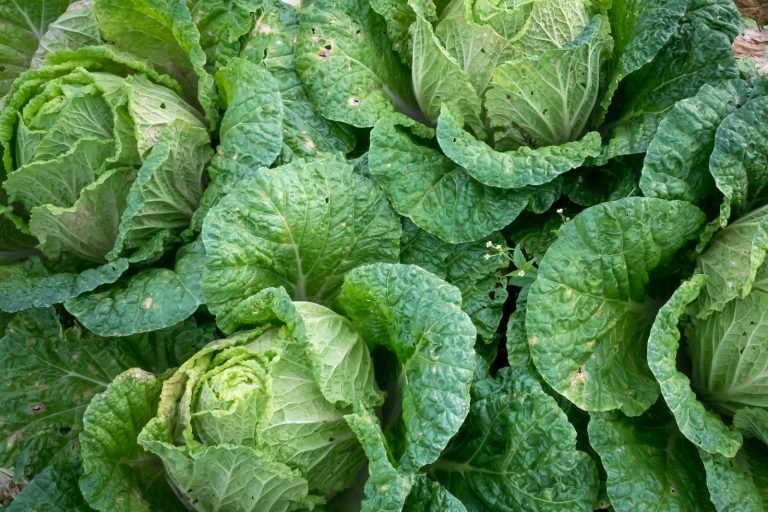 Cooking Green Cabbage