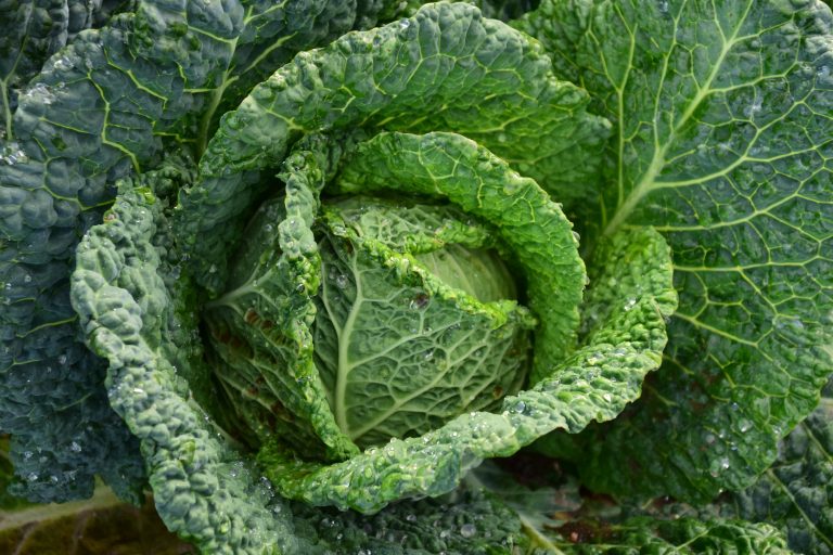 Does Cabbage Boost Testosterone