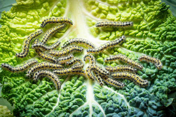 Are cabbage worms harmful to humans?