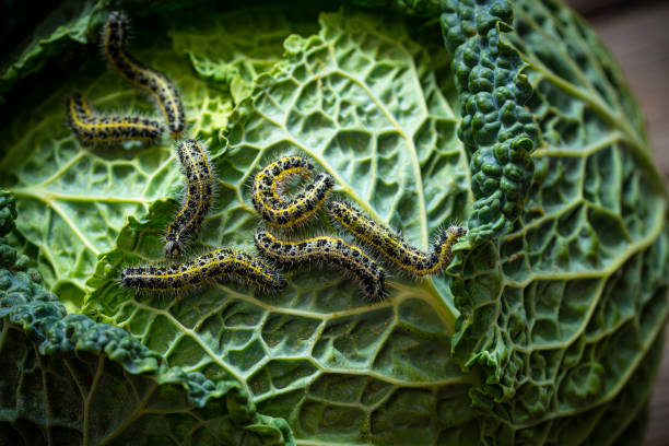 Are cabbage worms harmful to humans?
