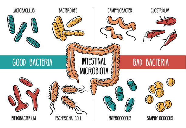 Does Garlic Kill Good Gut Bacteria? 