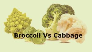 Broccoli Vs Cabbage, Which is Healthier? The Exposed Fact