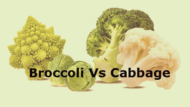 Broccoli Vs Cabbage